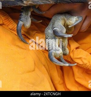 Griffes et talons d'un vautour griffon eurasien (Gyps fulvus) Banque D'Images