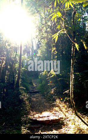 Lumière du soleil pénétrant à travers la canopée dense de la forêt jusqu'au plancher forestier du parc national de Ranomafana, Madagascar. Banque D'Images