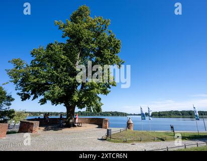 Neuruppin, Allemagne. 12 août 2024. Le tilleul Wichmann sur la promenade au bord du lac Ruppin se distingue du ciel sans nuages. Crédit : Monika Skolimowska/dpa/Alamy Live News Banque D'Images