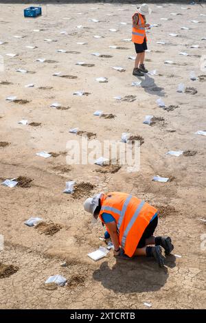 14 août 2024, Saxe-Anhalt, Belkau : des archéologues du Bureau d'État de Saxe-Anhalt pour la préservation des monuments et l'archéologie inscrivent des échantillons de sol sur un site de fouilles. Là, les archéologues ont trouvé des traces d'une colonie dont on dit que les maisons se trouvaient là vers 5000 av. J.-C.. Les échantillons de sol doivent maintenant être examinés. Les archéologues veulent les utiliser pour savoir si les colons de l'époque y gardaient du bétail. Les fouilles ont eu lieu dans la perspective de la construction de la nouvelle route 14 entre Stendal-Mitte et Osterburg. Photo : Klaus-Dietmar Gabbert/dpa Banque D'Images