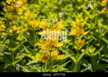 Le loosestrife jaune, Lysimachia punctata, fleurit avec des fleurs jaune vif en forme de tasse dans le jardin Banque D'Images