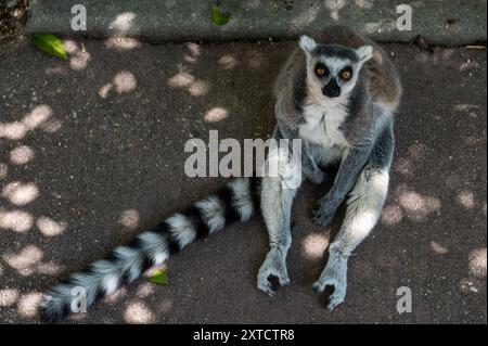 Madrid, Espagne. 14 août 2024. Lémurien à queue annulaire pendant une vague de chaleur estivale à Madrid. Certains animaux du parc zoologique Faunia reçoivent des légumes frais, des fruits et des glaces pour se rafraîchir et rester plus hydratés pendant les températures élevées de l'été. Crédit : Marcos del Mazo/Alamy Live News Banque D'Images