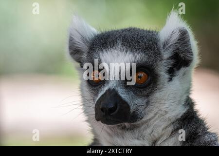 Madrid, Espagne. 14 août 2024. Lémurien à queue annulaire pendant une vague de chaleur estivale à Madrid. Certains animaux du parc zoologique Faunia reçoivent des légumes frais, des fruits et des glaces pour se rafraîchir et rester plus hydratés pendant les températures élevées de l'été. Crédit : Marcos del Mazo/Alamy Live News Banque D'Images