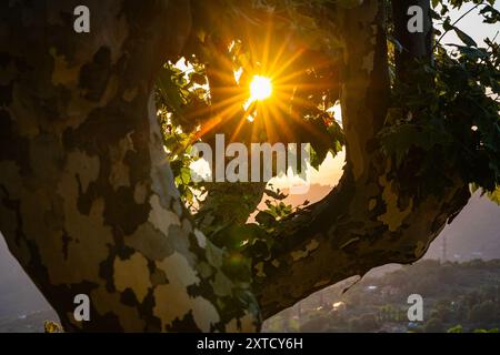 Belle vue sur le soleil bas qui brille comme une étoile à travers les feuilles d'un sycomore. Banque D'Images
