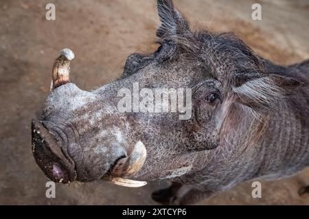 Un gros phacochère mâle. Gros plan sur le phacochère commun Phacochoerus africanus. Photo de voyage, mise au point sélective Banque D'Images