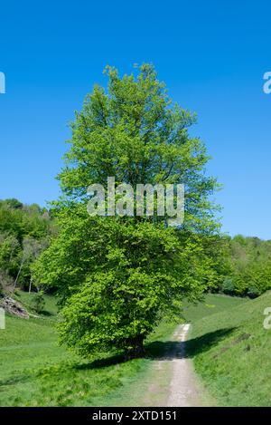 La croissance printanière et le ciel bleu voient un sentier de craie se diriger vers le nord à partir du lac Swanbourne dans le parc Arundel, parc national de South Downs, West Sussex, Royaume-Uni. Banque D'Images