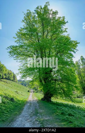 La croissance printanière et le ciel bleu voient un sentier de craie se diriger vers le nord à partir du lac Swanbourne dans le parc Arundel, parc national de South Downs, West Sussex, Royaume-Uni. Banque D'Images