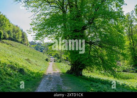 La croissance printanière et le ciel bleu voient un sentier de craie se diriger vers le nord à partir du lac Swanbourne dans le parc Arundel, parc national de South Downs, West Sussex, Royaume-Uni. Banque D'Images