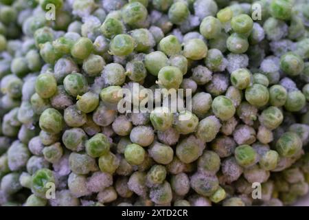 Gros plan sur les pois verts congelés. Haricots verts pelés pendant le stockage à long terme. Banque D'Images