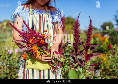 Femme jardinière tient un bouquet de fleurs d'hélium dahlia amaranth fraîchement cueillies. Agriculteur arrangé des fleurs dans le jardin d'été. Fleur coupée Banque D'Images