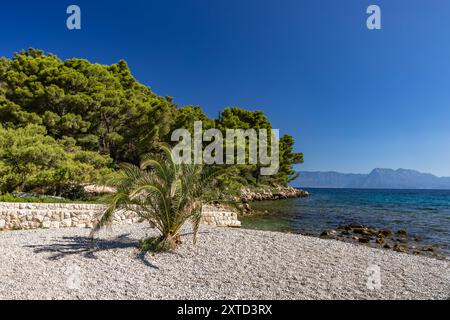 Plage rocheuse sauvage avec des palmiers sur la mer Adriatique sur la péninsule de Peljesac Luka Beach Croatie Banque D'Images