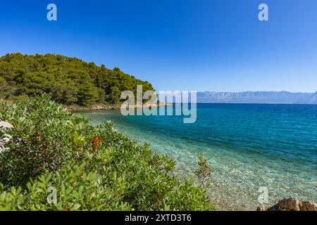 Plage rocheuse sauvage avec des palmiers sur la mer Adriatique sur la péninsule de Peljesac Luka Beach Croatie Banque D'Images