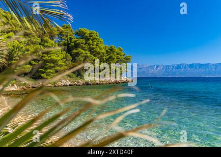 Plage rocheuse sauvage avec des palmiers sur la mer Adriatique sur la péninsule de Peljesac Luka Beach Croatie Banque D'Images