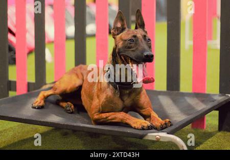 Un chien malinois belge brun, femelle, allongé sur un lit, l'air détendu et heureux, haletant, affichant sa longue langue. Banque D'Images