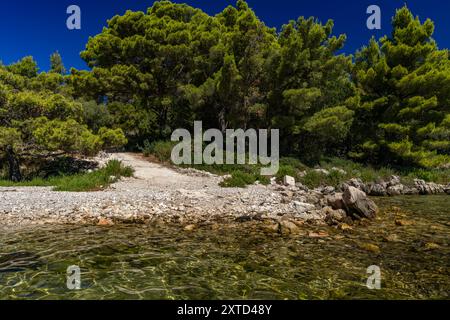 Plage rocheuse sauvage avec des palmiers sur la mer Adriatique sur la péninsule de Peljesac Luka Beach Croatie Banque D'Images