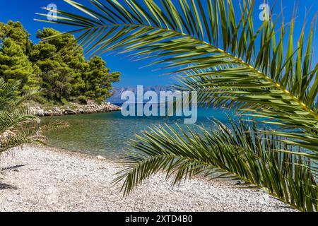 Plage rocheuse sauvage avec des palmiers sur la mer Adriatique sur la péninsule de Peljesac Luka Beach Croatie Banque D'Images