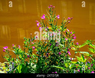 Gros plan de Rosebay Willowherb (Epilobium angustifolium) Banque D'Images