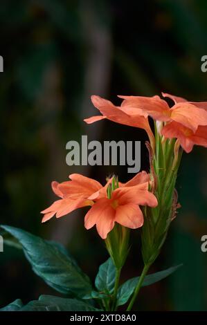 fleurs de crossandra orange en vue rapprochée, fleurs de pétard, de kanakambaram ou de marmelade, fleurs tropicales originaires de l'inde et du sri lanka Banque D'Images