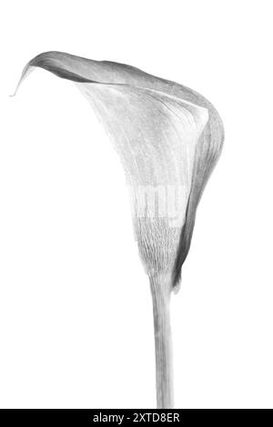 Un seul Calla Lily est isolé sur un fond blanc. La présentation monochromatique souligne les détails complexes de la fleur Banque D'Images