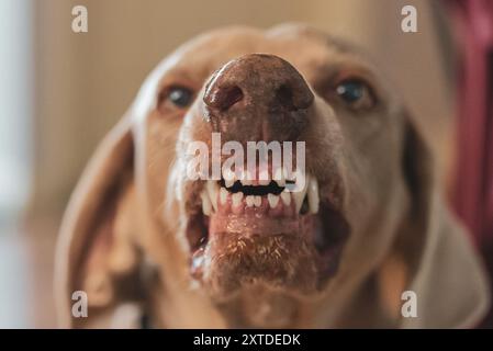 Chien adulte de Weimaraner souriant à la caméra montrant ses dents en gros plan Banque D'Images