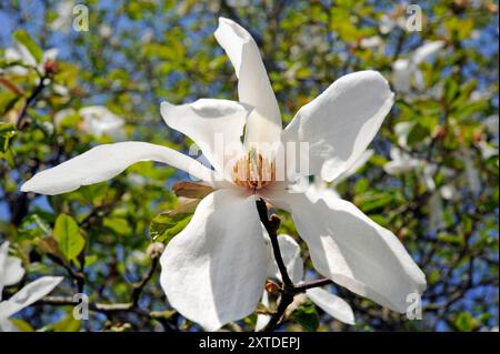 IM April erblueht die Weidenblaettrige Magnolie, Magnolia salicifolia, ein Ziergehoelz aus Japan Magnolienbluete *** en avril, fleurit le magnolia à feuilles de saule, Magnolia salicifolia, fleur ornementale du Japon Banque D'Images