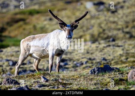 Renne norvégien (Rangifer tandurus) introduit en Islande à des fins expérimentales au XVIIIe siècle. Photo de Borgafjordur, dans l'est de l'Islande Banque D'Images