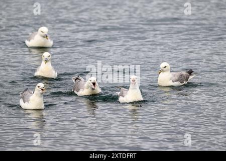 Fulmars du Nord (Fulmarus glacialis, morphe léger) de Djupivogur, sud de l'Icaeland à la fin mai. Banque D'Images