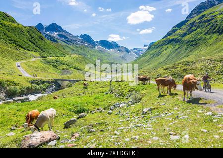 Jam Valley, ruisseau Jambach, vaches Silvretta Alpes Paznaun - Ischgl Tirol, Tyrol Autriche Banque D'Images