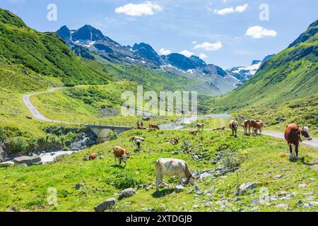 Jam Valley, ruisseau Jambach, vaches Silvretta Alpes Paznaun - Ischgl Tirol, Tyrol Autriche Banque D'Images