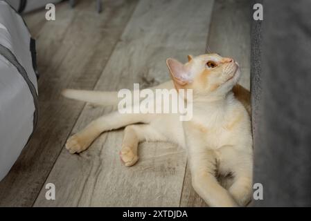 Chaton birman reposant sur le sol dans la chambre. Chat au gingembre à l'intérieur. Banque D'Images