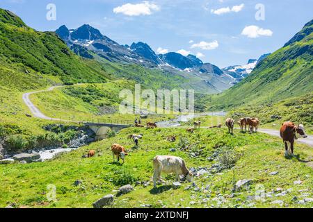 Alpes de Silvretta : Jam Valley, ruisseau Jambach, vaches à Paznaun - Ischgl, Tyrol, Autriche Banque D'Images