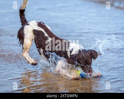Un joueur anglais Springer Spaniel Puppy jette à travers les vagues sur une plage de sable un jour ensoleillé Banque D'Images