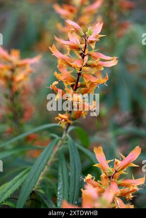 Gran Canaria Pineforest Foxglove, Isoplexis isabelliana, Scrophulariaceae. Îles Canaries, Espagne. Banque D'Images