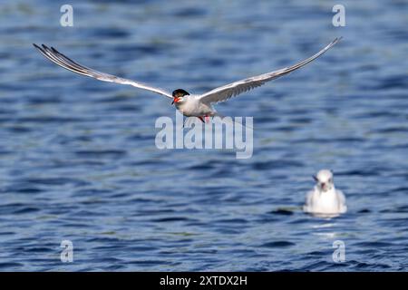 Sterne commune (Sterna hirundo) adulte en plumage de reproduction en vol, pêche le long de la côte de la mer du Nord en été Banque D'Images