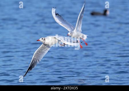 Deux goélands à tête noire (Chroicocephalus ridibundus) adultes mouettes dans un plumage non reproductif volant au-dessus de l'eau du lac en été Banque D'Images