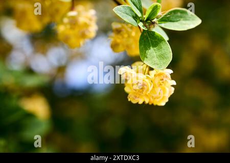 Fleurs jaunes en fleurs. Berberis vulgaris ou épine-vinette commune européenne ou simplement arbuste d'épine-vinette du genre Berberis originaire de l'ancien monde. Mise au point sélective Banque D'Images