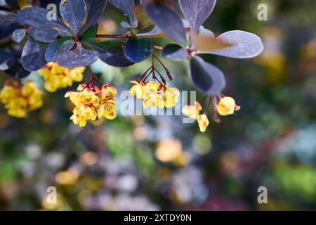 Fleurs jaunes en fleurs. Berberis vulgaris ou épine-vinette commune européenne ou simplement arbuste d'épine-vinette du genre Berberis originaire de l'ancien monde. Mise au point sélective Banque D'Images