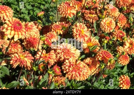 Dahlia 'American Sunset' Orange Dahlias bordé de parterres de fleurs Dahlias Banque D'Images