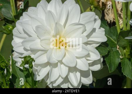 Fleur blanche de Dahlia 'Sibérie' Banque D'Images