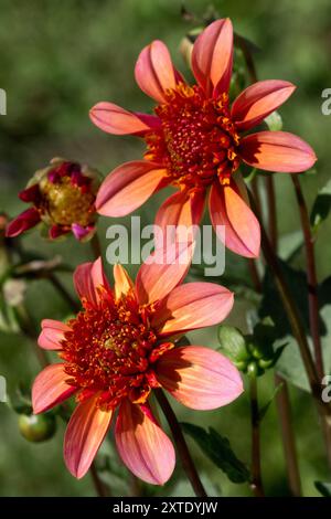 Fleur de Dahlia 'Totally Tangerine' à fleurs d'anémone Orange Dahlia Banque D'Images