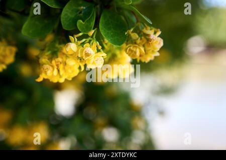 Fleurs jaunes en fleurs. Berberis vulgaris ou épine-vinette commune européenne ou simplement arbuste d'épine-vinette du genre Berberis originaire de l'ancien monde. Mise au point sélective Banque D'Images