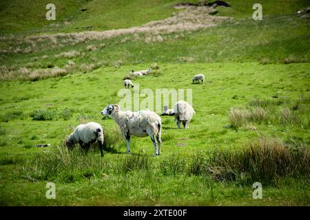 Un groupe de moutons pèle paisiblement dans les champs verdoyants des Yorkshire Dales pendant une journée ensoleillée. Banque D'Images