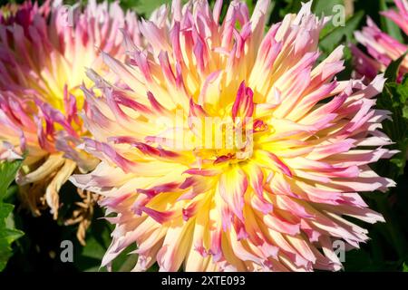 Dahlia 'Karma Sangria' semi-cactus Dahlia Blend fleur Banque D'Images