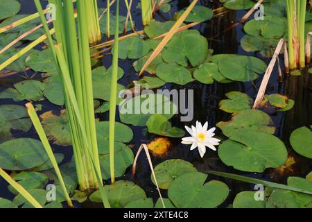 Fleur de Lotus dans un étang vernal avec des roseaux, calme Banque D'Images