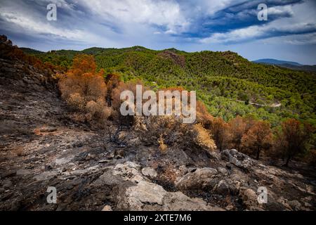 Forêt de pins méditerranéens brûlée après un incendie en raison des vagues de chaleur et de la hausse des températures Banque D'Images