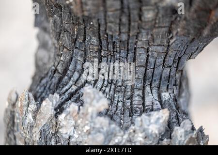 Macro détail d'un tronc de pin d'Alep brûlé après un incendie de forêt en été après une vague de chaleur Banque D'Images