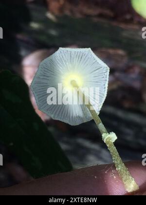 Fragiles champignons Dapperling (Leucocoprinus fragilissimus) Banque D'Images