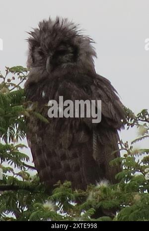 Verreaux's Eagle-Owl (Ketupa lactea) Aves Banque D'Images