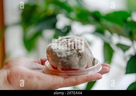 Gros plan d'une main de personne tenant un moisi, tomate dans un récipient en plastique, avec un feuillage vert en arrière-plan. Banque D'Images