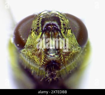 Mouche commune en grappes (Pollenia rudis) Insecta Banque D'Images